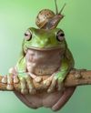 Portrait de froggy